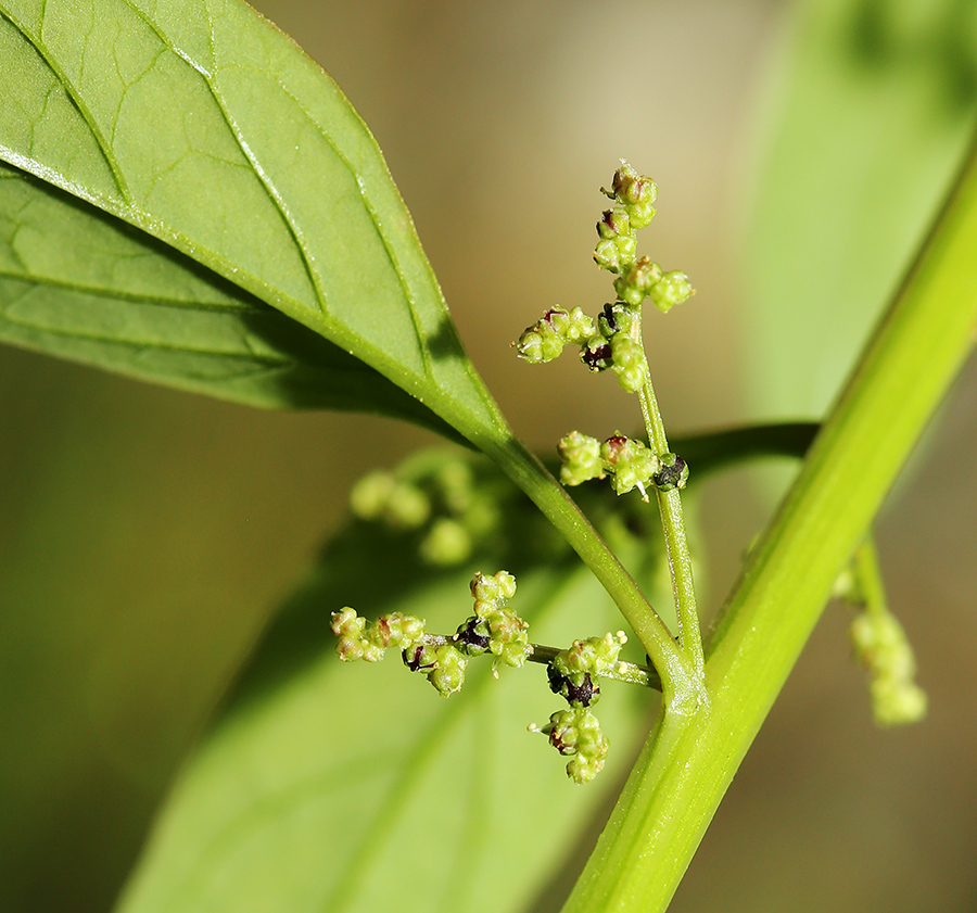 Изображение особи Lipandra polysperma.