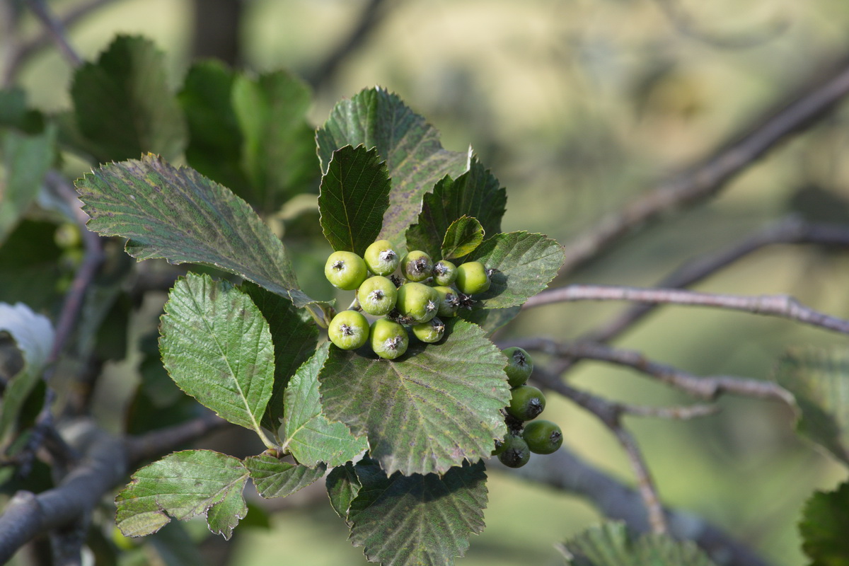 Изображение особи Sorbus graeca.