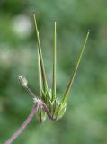 Erodium cicutarium