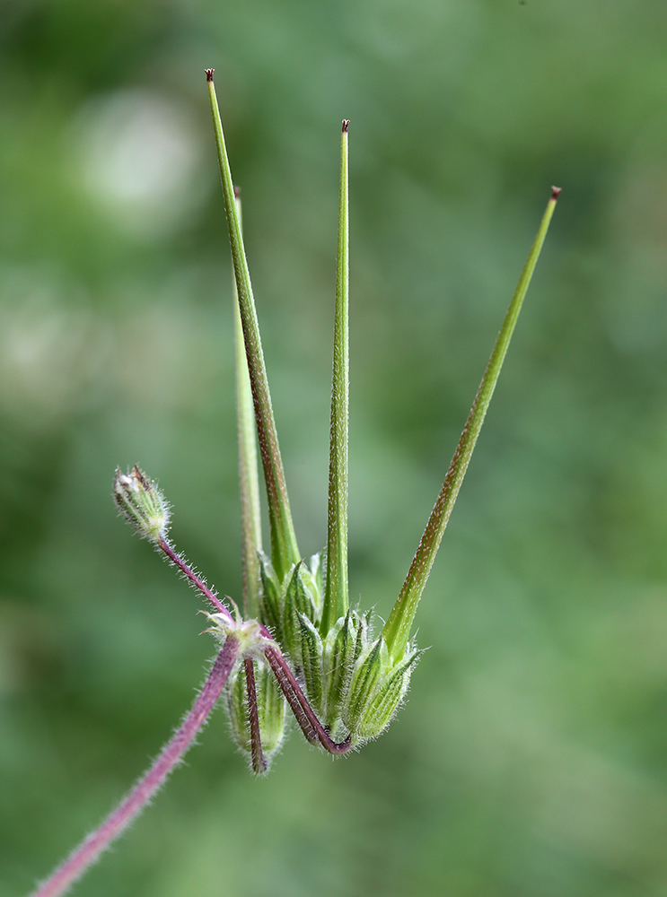 Image of Erodium cicutarium specimen.