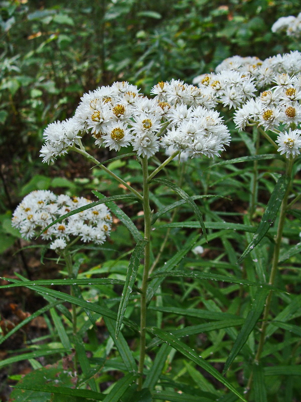 Image of Anaphalis margaritacea specimen.