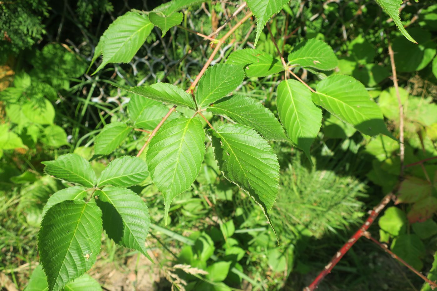 Image of Rubus allegheniensis specimen.