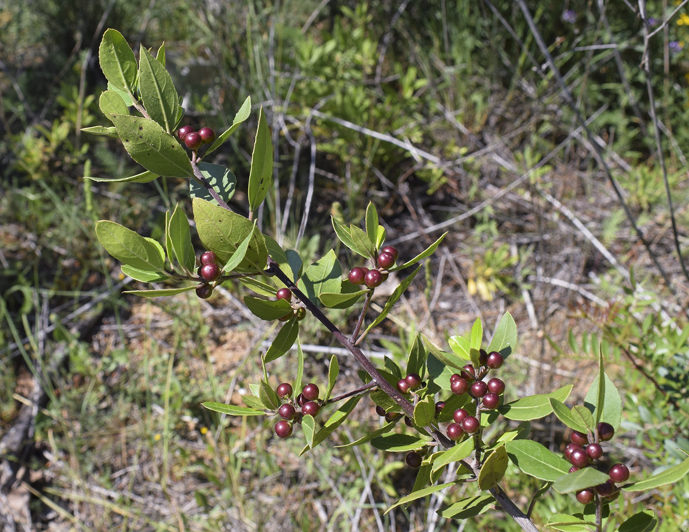 Изображение особи Rhamnus alaternus.