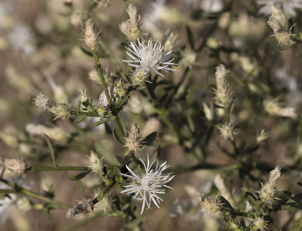 Image of Centaurea diffusa specimen.