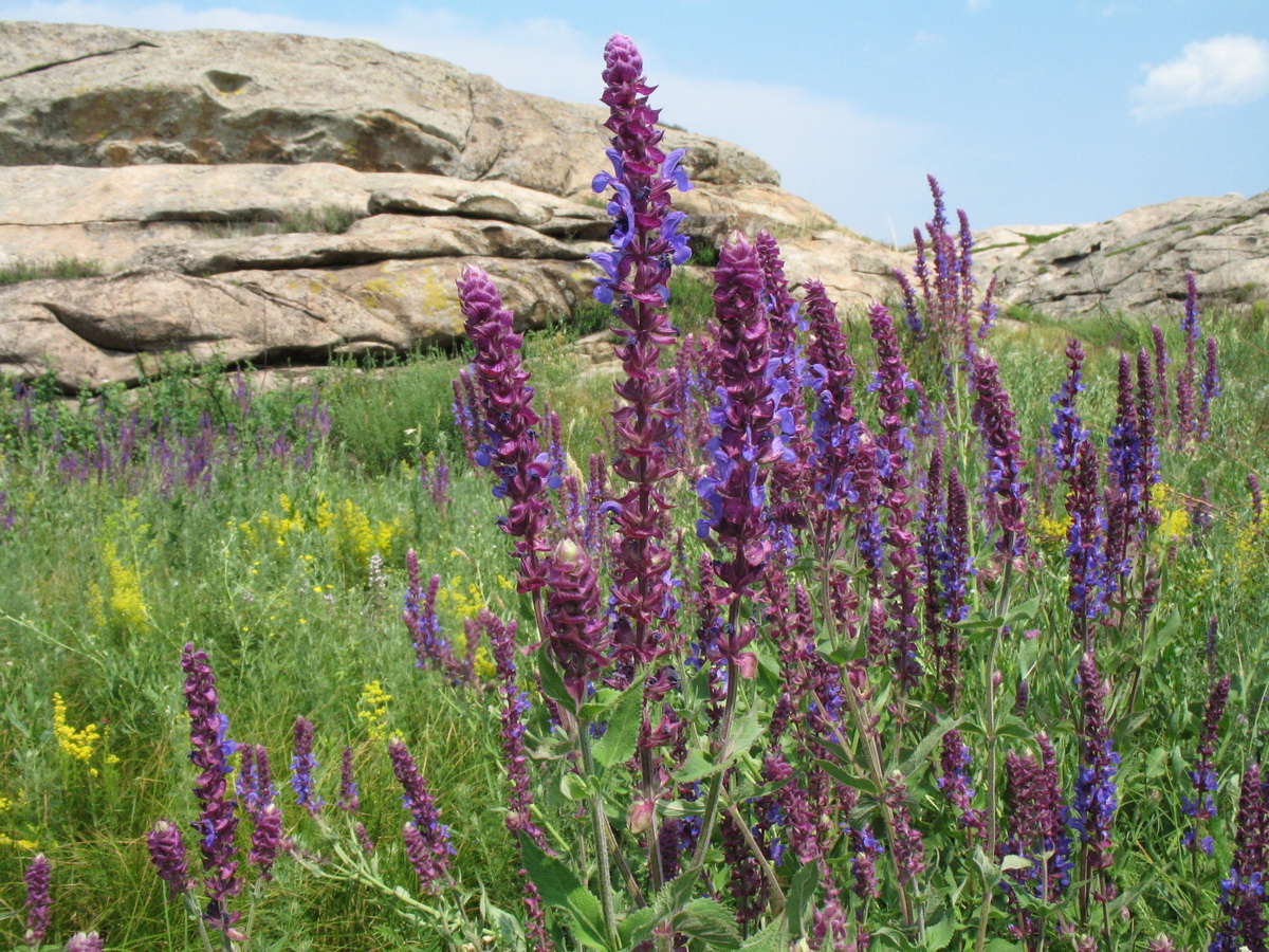 Изображение особи Salvia nemorosa.