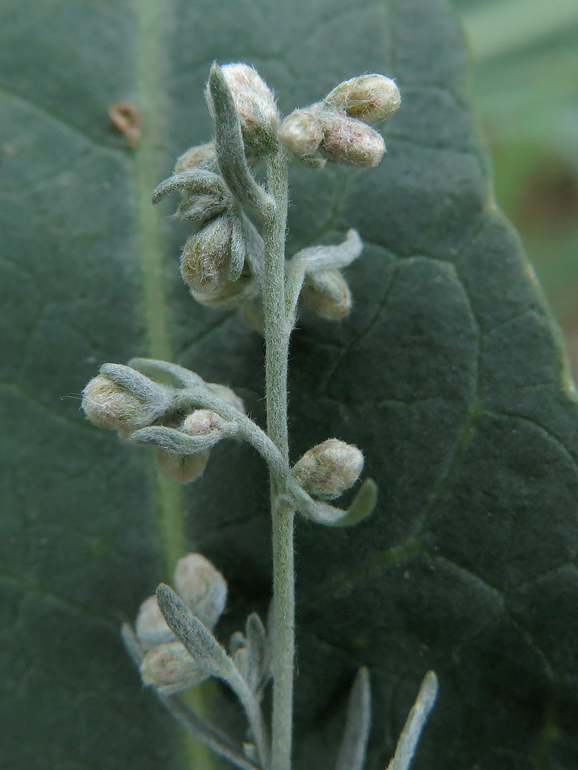 Image of Artemisia austriaca specimen.