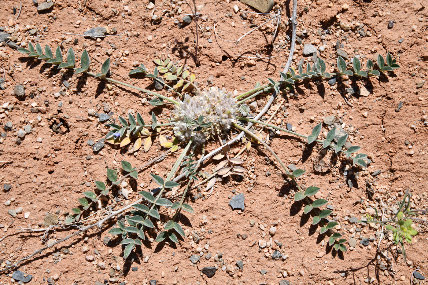 Image of Astragalus scabrisetus specimen.