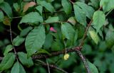 Euonymus verrucosus. Часть ветви с незрелым плодом. Московская обл., Пушкинский гор. округ, северо-восточное побережье Учинского водохранилища, смешанный лес. 27.07.2024.