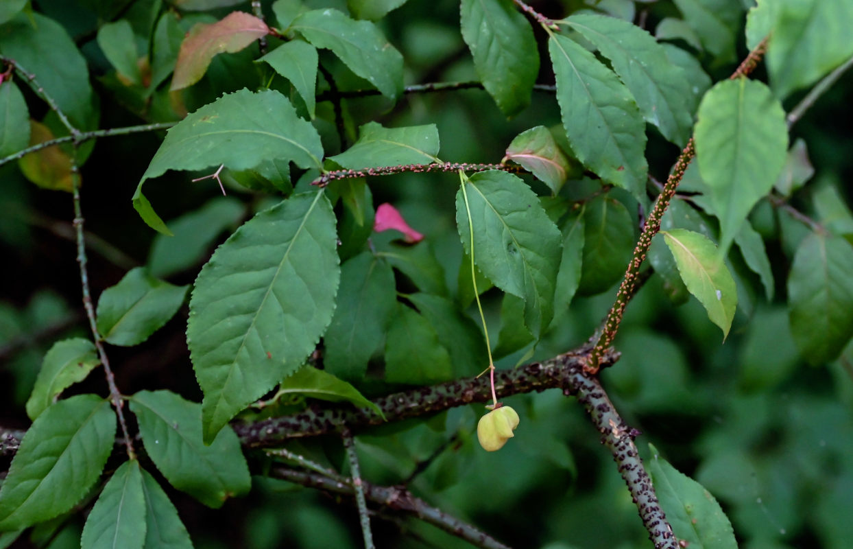 Изображение особи Euonymus verrucosus.