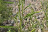 Atriplex littoralis