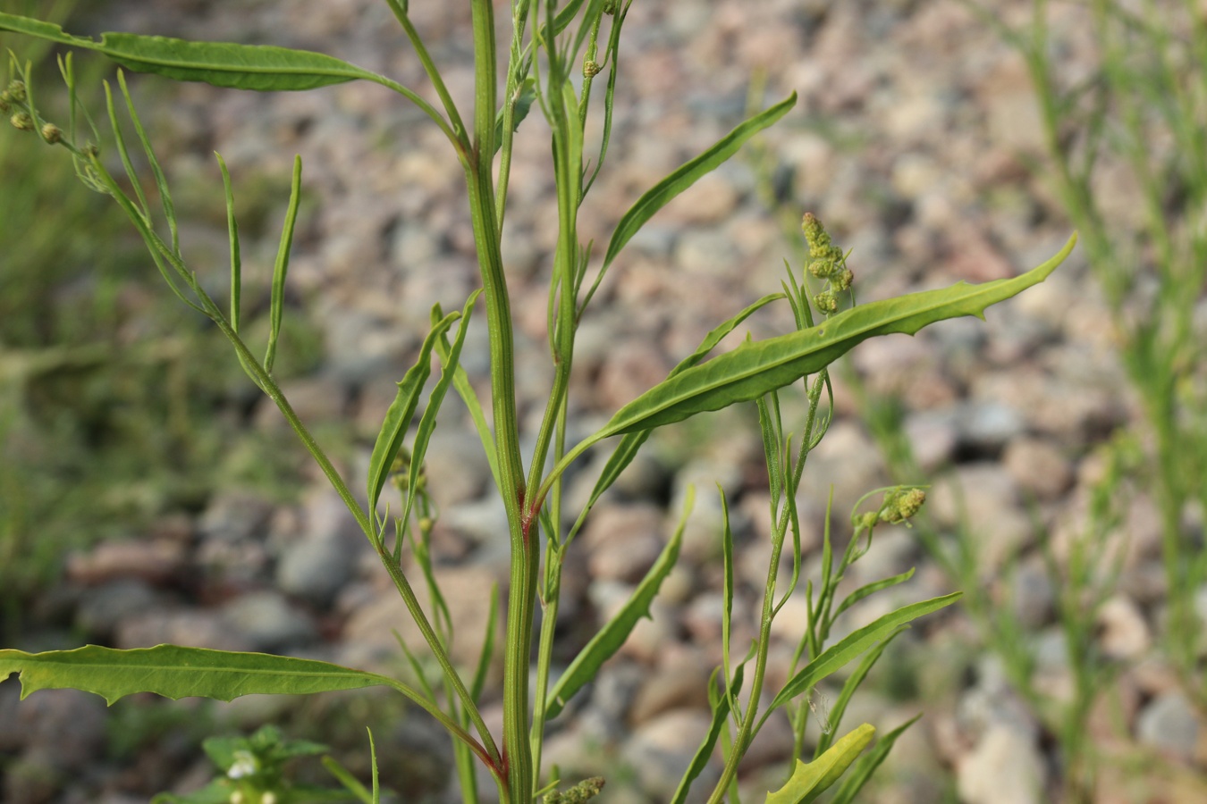 Image of Atriplex littoralis specimen.