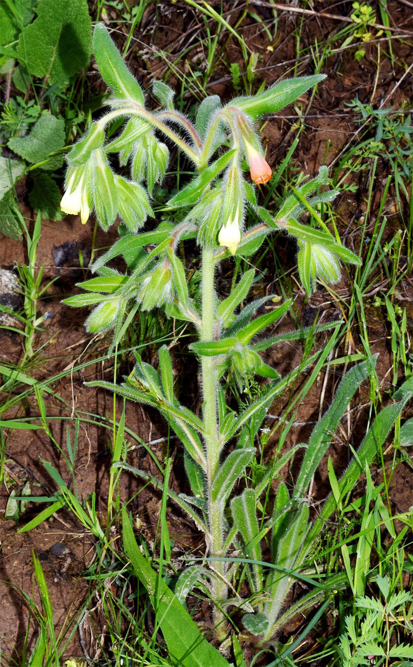 Изображение особи Onosma dichroantha.