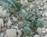Forsskaolea tenacissima. Зацветающее растение. Израиль, склоны к Мёртвому морю, каменистая пустыня. 21.02.2011.