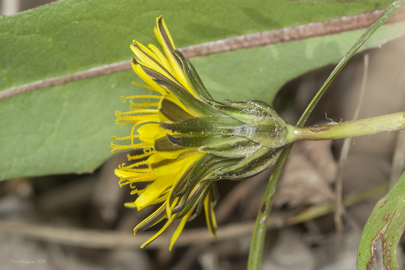 Image of genus Taraxacum specimen.