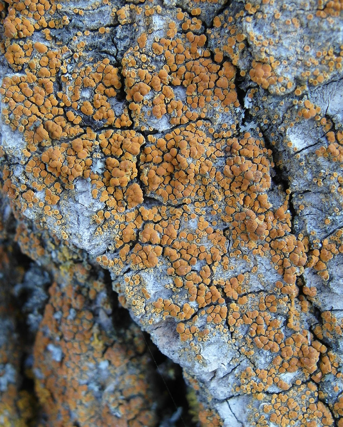 Image of Calogaya ferrugineoides specimen.