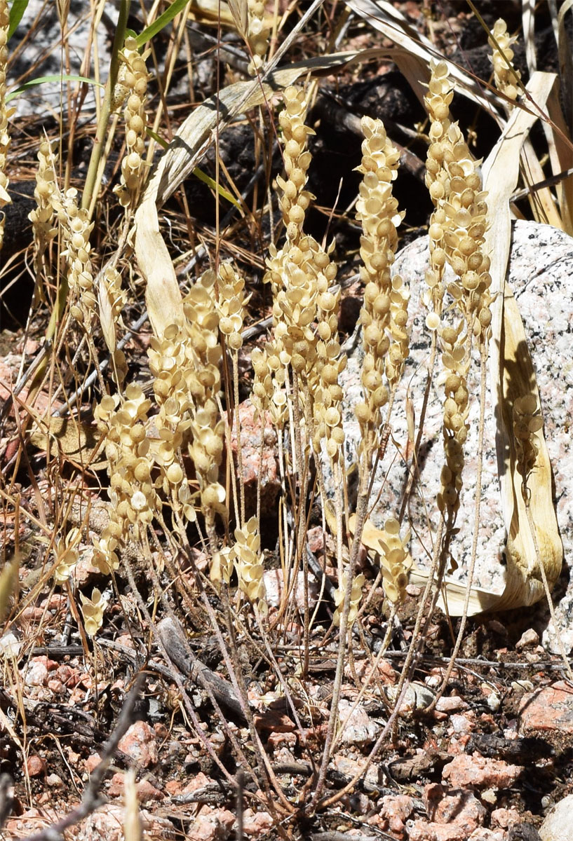 Image of Alyssum stenostachyum specimen.