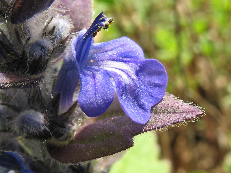 Image of Ajuga genevensis specimen.