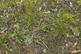View full-size image Lycopodium clavatum