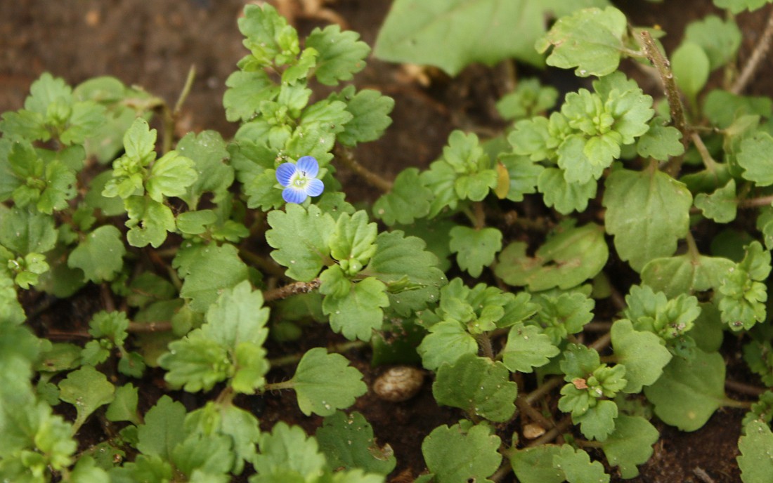 Image of Veronica polita specimen.