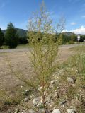 View full-size image Artemisia scoparia