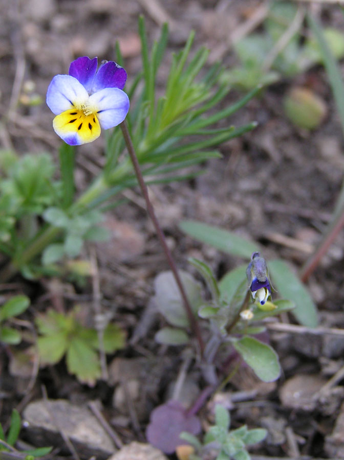 Изображение особи Viola hymettia.