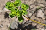View full-size image Euphorbia helioscopia