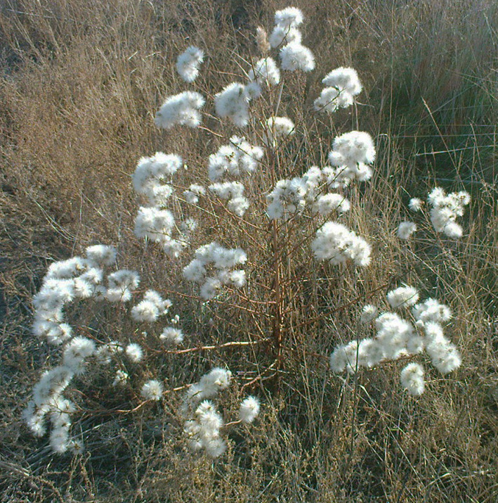 Image of Tripolium pannonicum specimen.