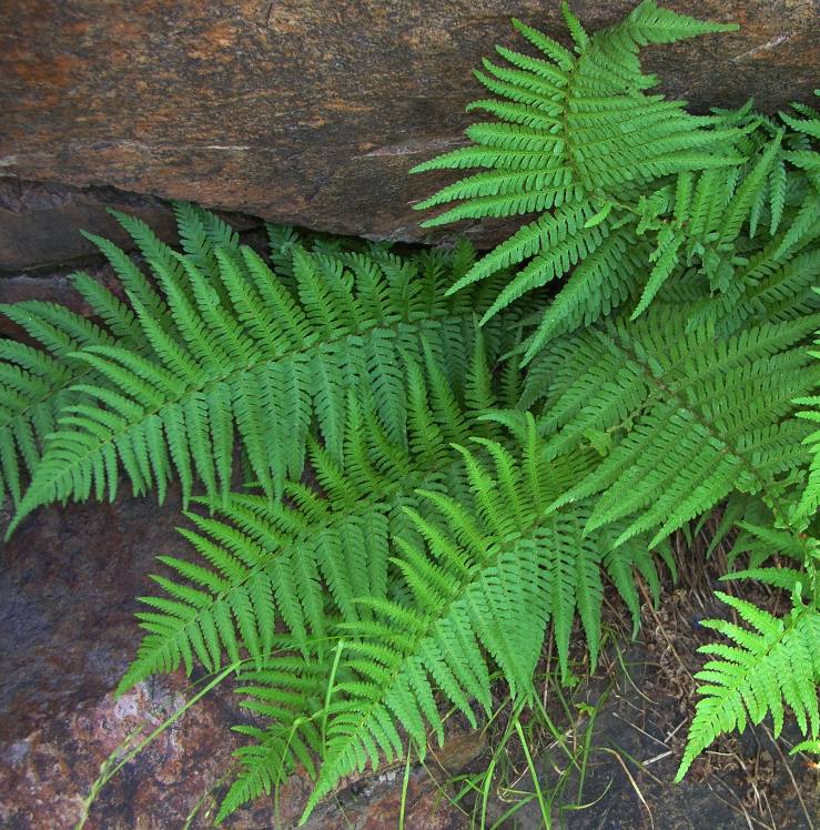 Image of genus Dryopteris specimen.