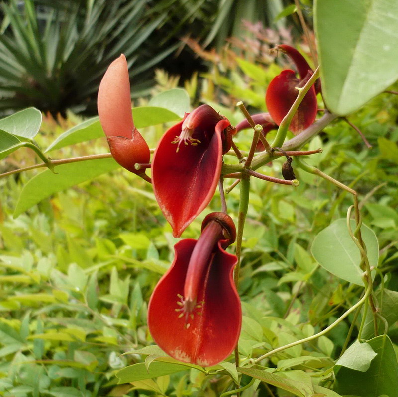 Изображение особи Erythrina crista-galli.