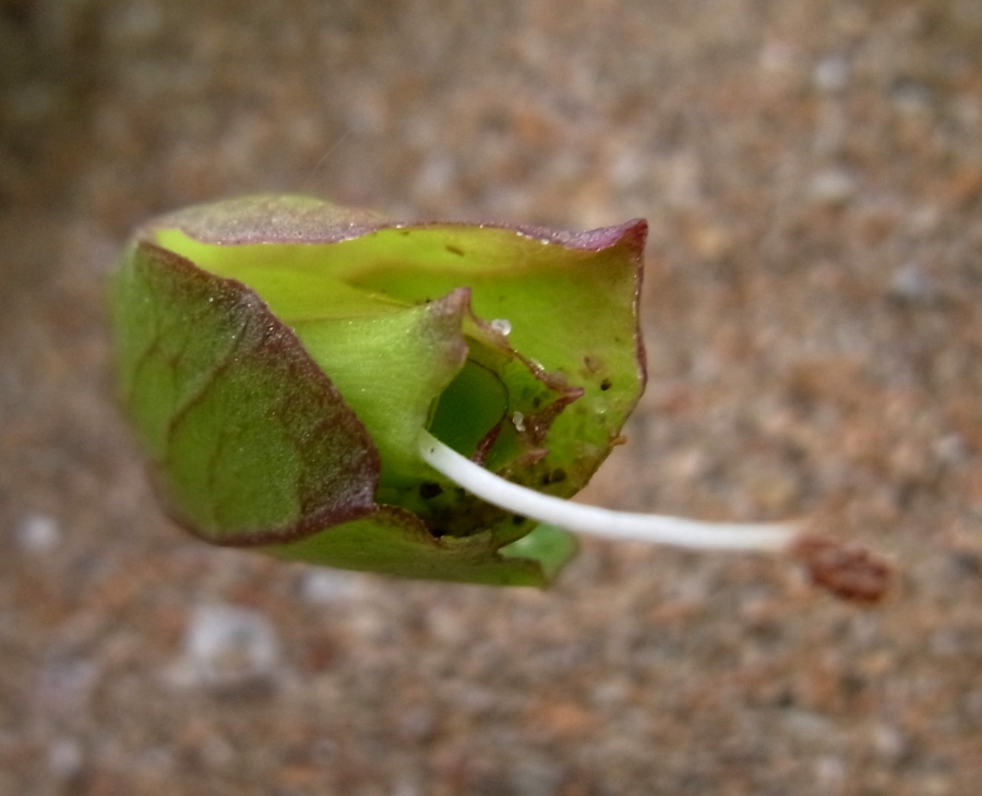 Image of Calystegia soldanella specimen.