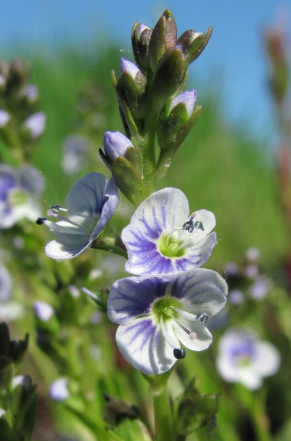 Image of Veronica serpyllifolia specimen.