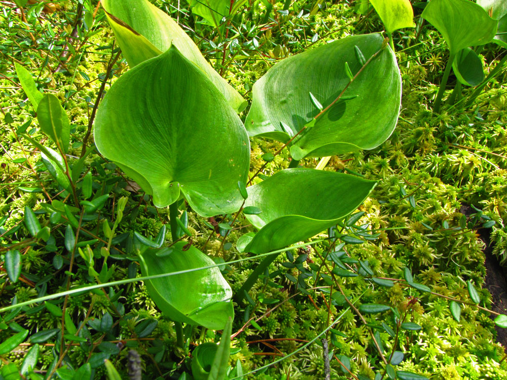 Image of Calla palustris specimen.