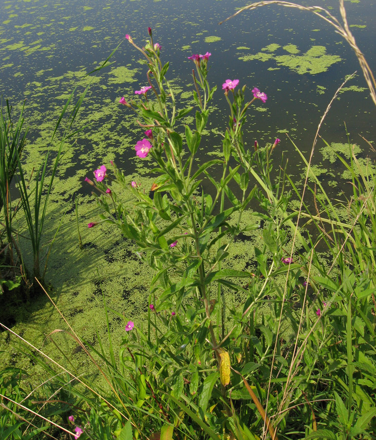 Image of Epilobium hirsutum specimen.