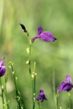 Dodartia orientalis. Цветок на верхушке побега. Южный Казахстан, хр. Боролдайтау, ущ. Кокбулак. 27.05.2008.