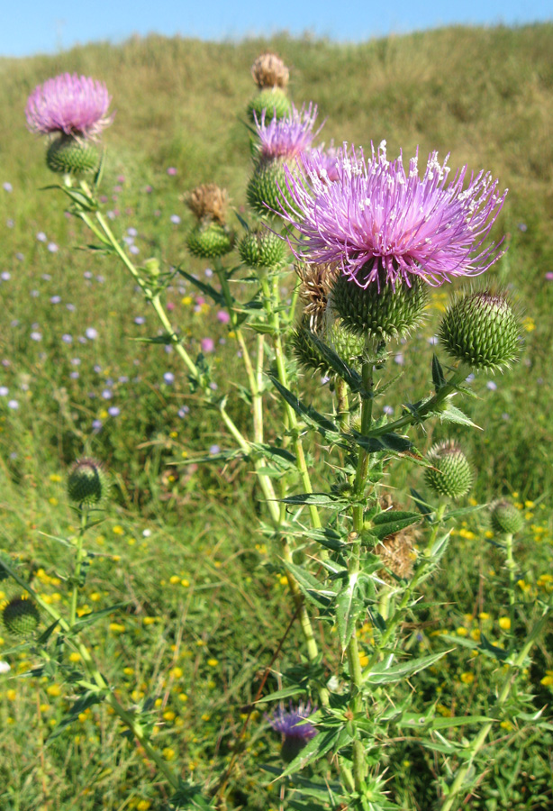 Image of Cirsium ukranicum specimen.