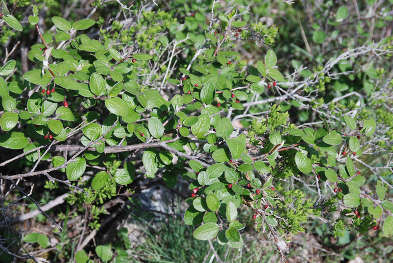 Image of Cotoneaster tauricus specimen.