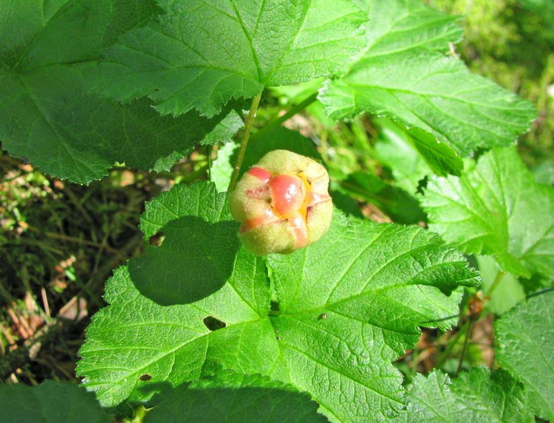 Изображение особи Rubus chamaemorus.