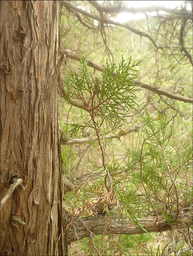 Image of Juniperus excelsa specimen.