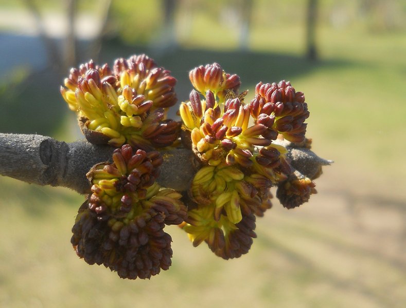 Изображение особи Fraxinus pennsylvanica.