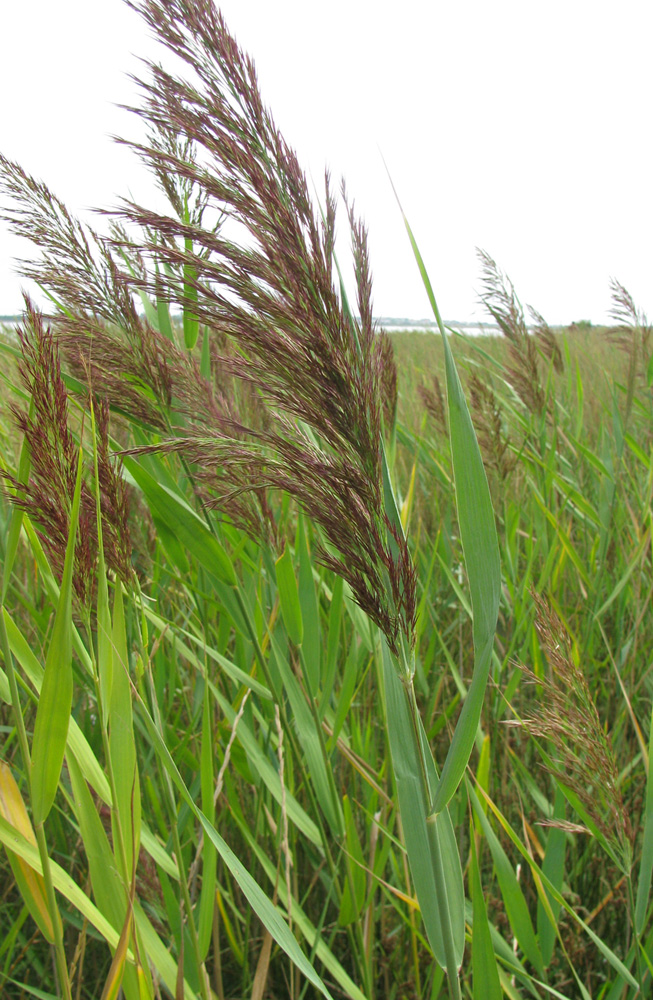 Изображение особи Phragmites australis.