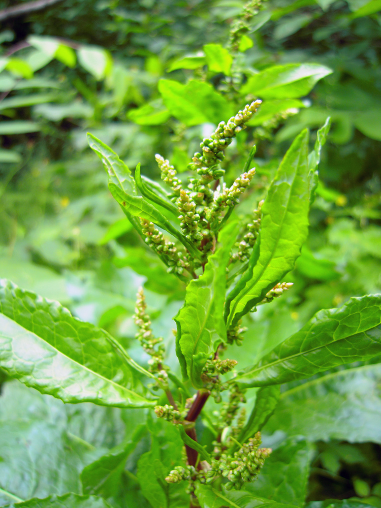 Image of Rumex obtusifolius specimen.