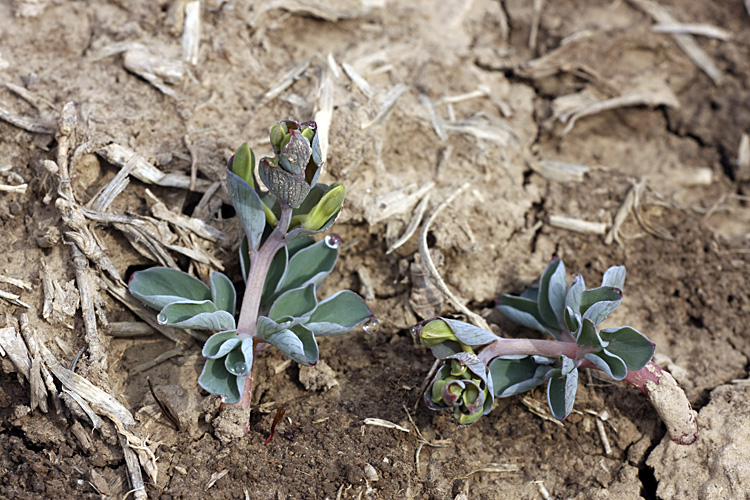 Image of genus Corydalis specimen.