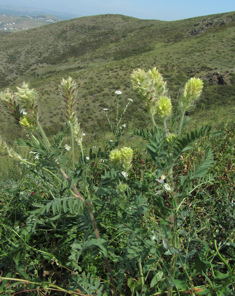 Изображение особи Oxytropis pilosa.