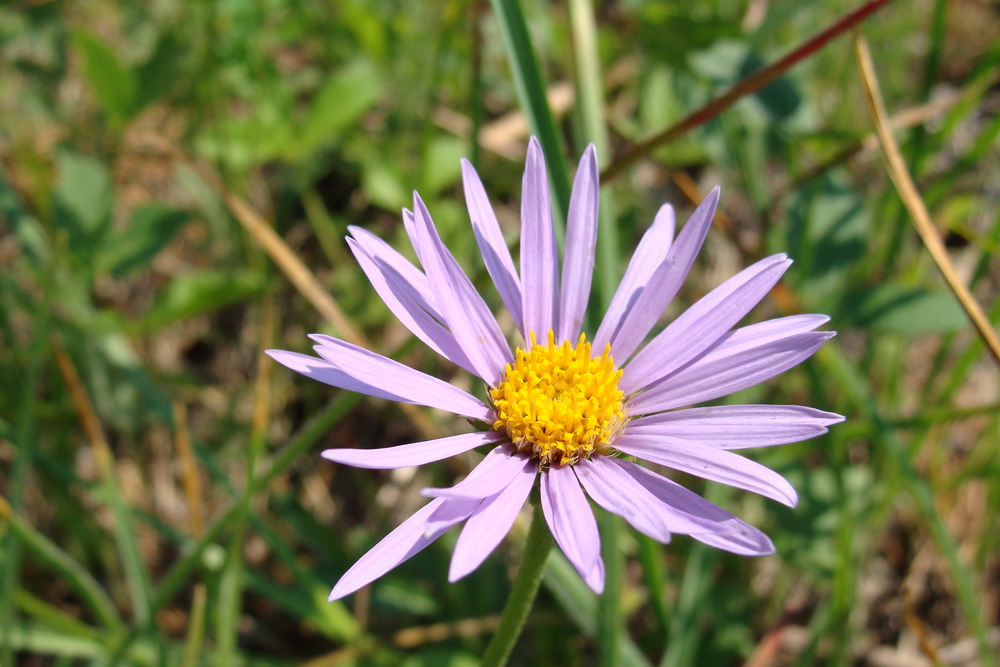 Image of Aster alpinus specimen.