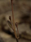 Arabidopsis thaliana. Стебель с боковыми цветоносами. Башкирия, Стерлитамакский р-н, гора Куштау. 17.04.2009.