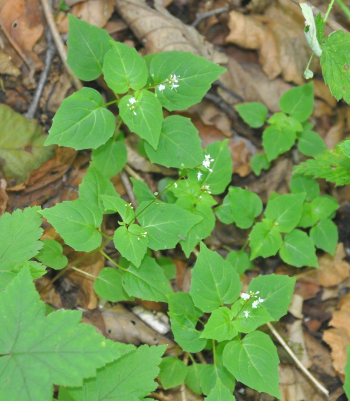 Image of Circaea caulescens specimen.