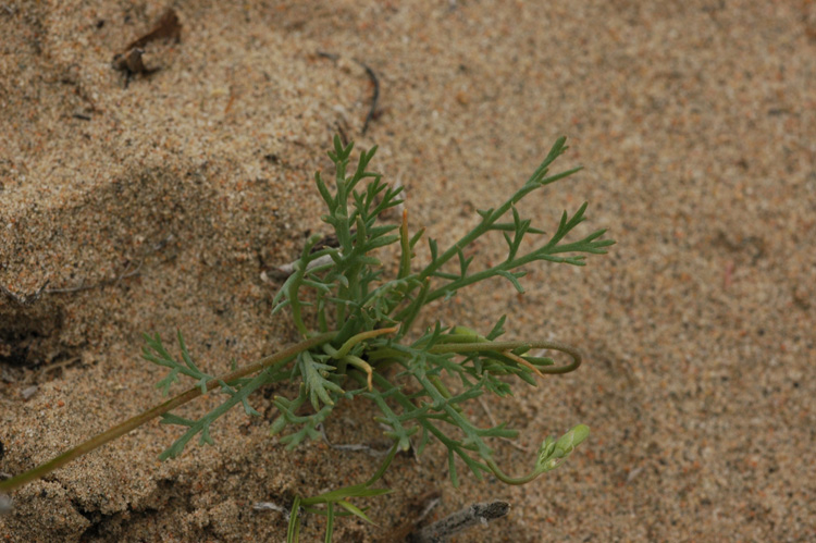 Image of Hypecoum parviflorum specimen.