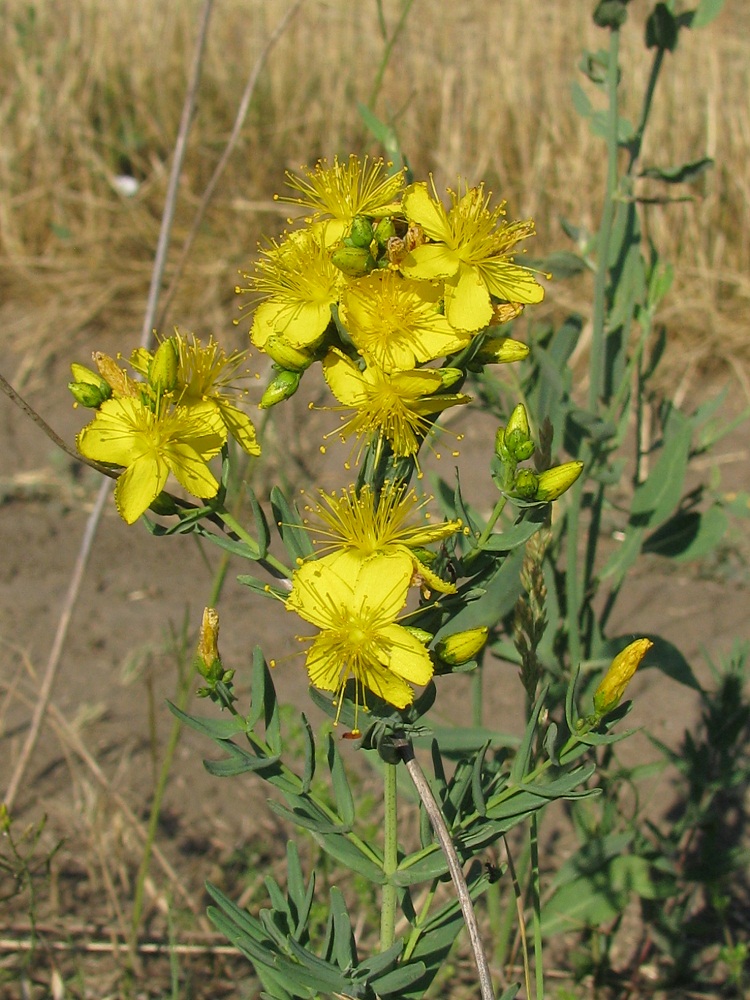 Image of Hypericum elegans specimen.