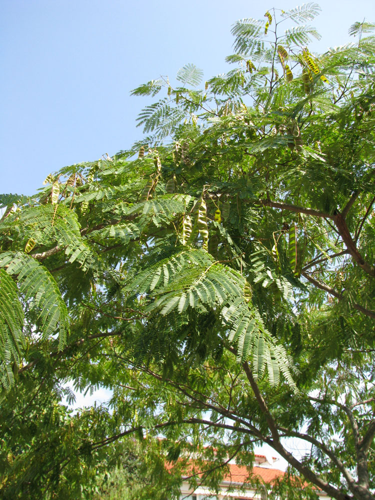 Image of Albizia julibrissin specimen.