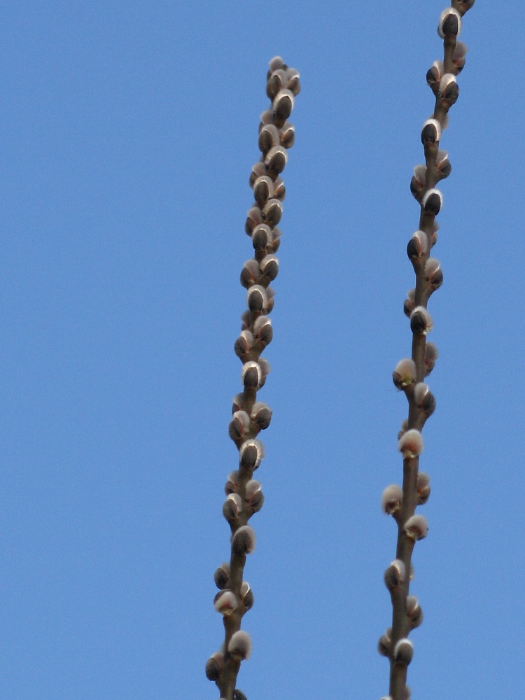 Image of Salix latifolia specimen.